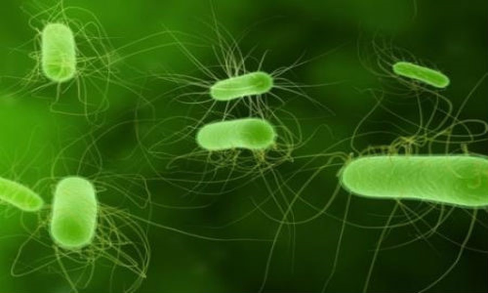Nhiễm khuẩn E.coli - Hình ảnh minh họa
