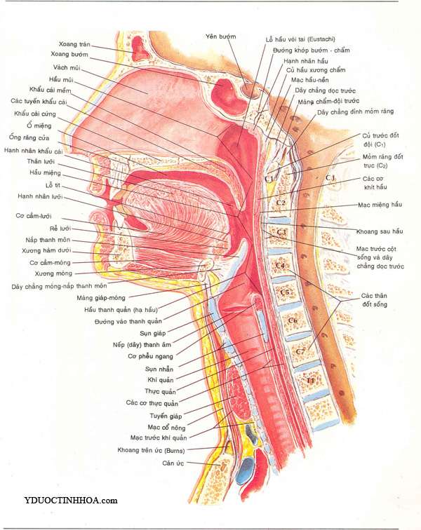 Áp xe sau hầu - Hình ảnh minh họa