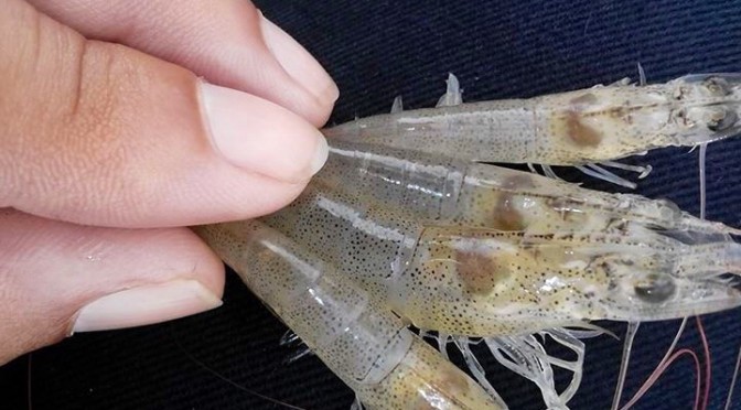 Nhiễm vi khuẩn Vibrio parahaemolyticus - Hình ảnh minh họa