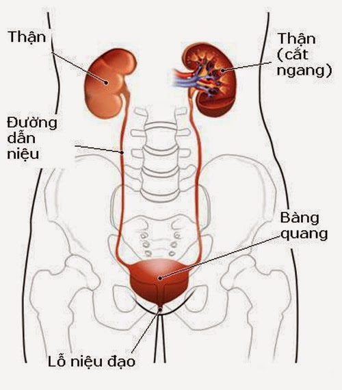 Nhiễm trùng thận - Hình ảnh minh họa