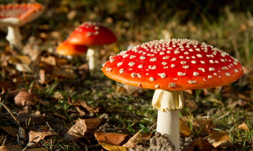 Ăn phải nấm gây ảo giác - Hình ảnh minh họa