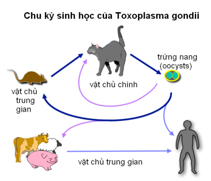 Nhiễm Toxoplasma - Hình ảnh minh họa