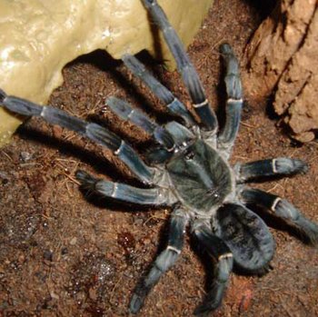 Nhện lông cắn - Hình ảnh minh họa