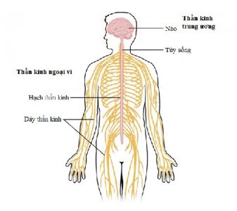 Peripheral nervous system - Hình ảnh minh họa