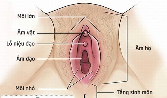 Tầng sinh môn những điều phụ nữ cần biết - ảnh 1