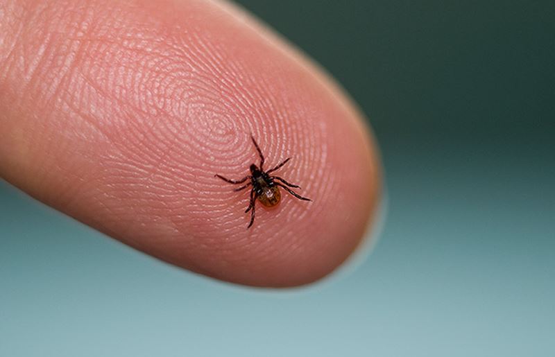 Phát ban kinh niên (Lyme) - Hình ảnh minh họa