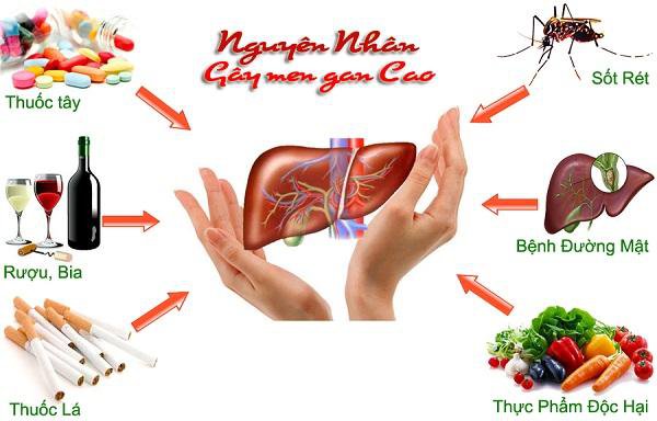 Những nguyên nhân nào khiến chỉ số ggt tăng cao?