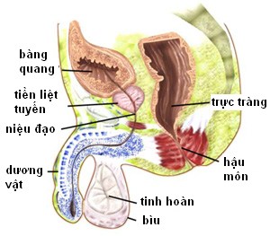 Rò bàng quang - âm đạo - Hình ảnh minh họa