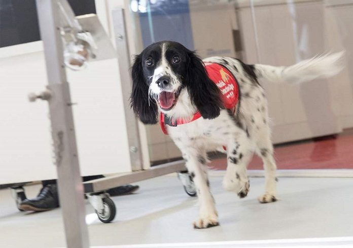 Q Fever - Hình ảnh minh họa