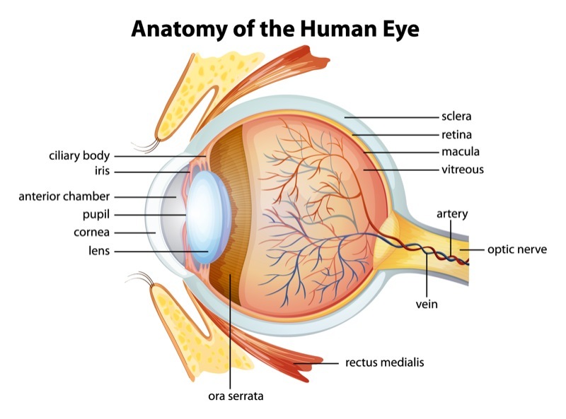 Retinitis Pigmentosa - Hình ảnh minh họa