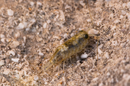 Rệp biển đốt - Hình ảnh minh họa