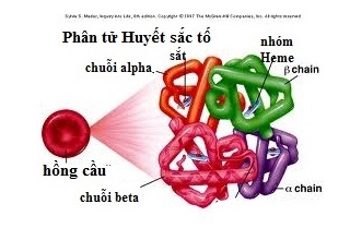 Thiếu máu beta Thalassaemia - Hình ảnh minh họa