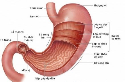 Sa dạ dày - Hình ảnh minh họa