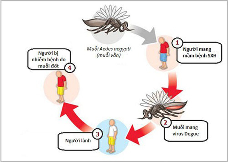 Sốt Dengue - Hình ảnh minh họa