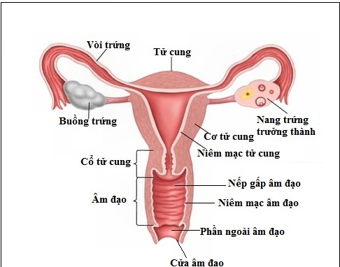 Teo âm đạo - Hình ảnh minh họa