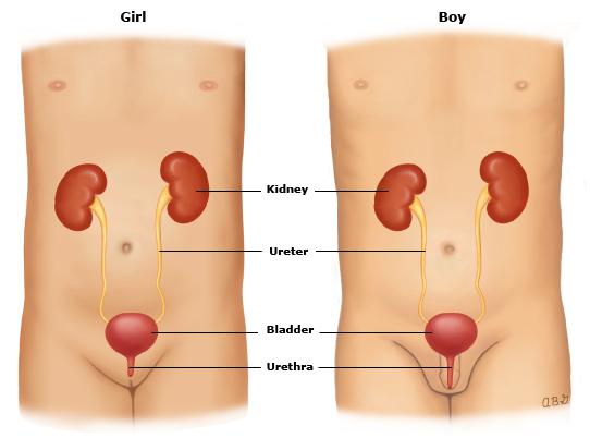 Urinary Incontinence - Hình ảnh minh họa