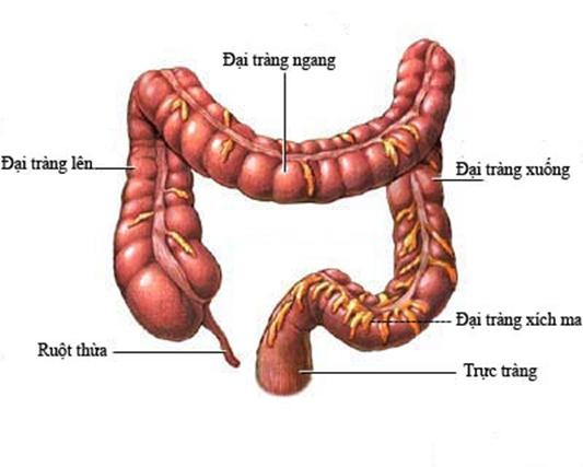 Ulcerative colitis - Hình ảnh minh họa