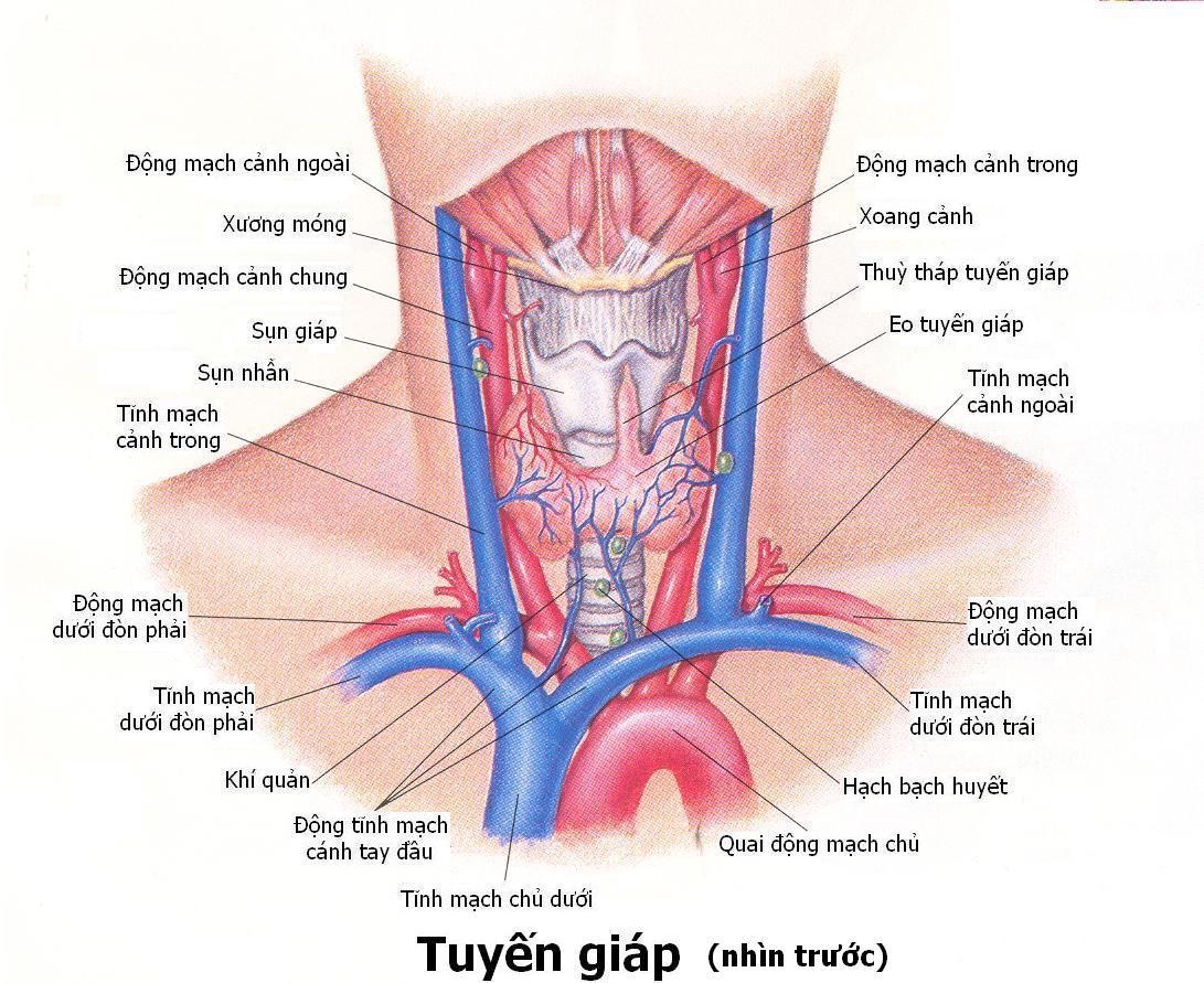 Viêm tuyến giáp - Hình ảnh minh họa