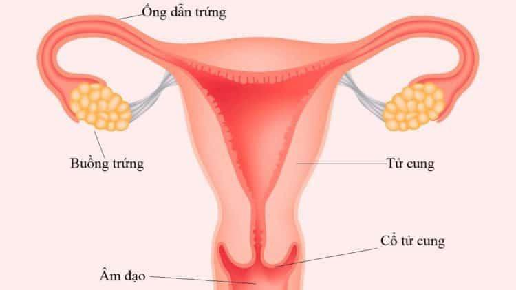 Nối ống dẫn trứng để tiếp tục sinh con được không? - ảnh 1