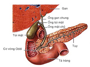 Ung thư túi mật - Hình ảnh minh họa