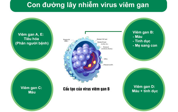 Viêm gan E khác gì viêm gan B? - ảnh 1