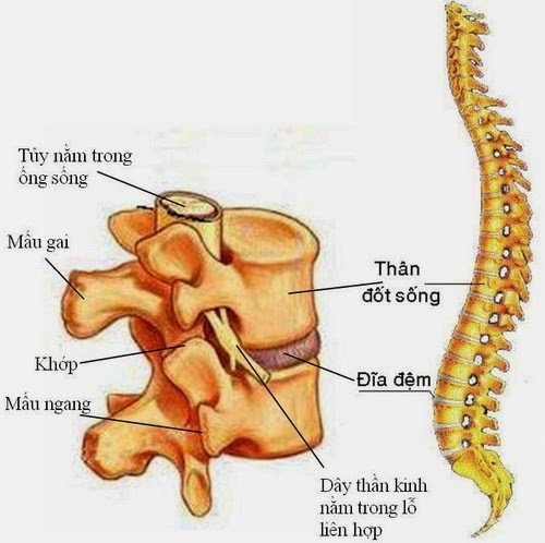 Nguyên nhân Đau lưng ở người lớn tuổi - ảnh 3
