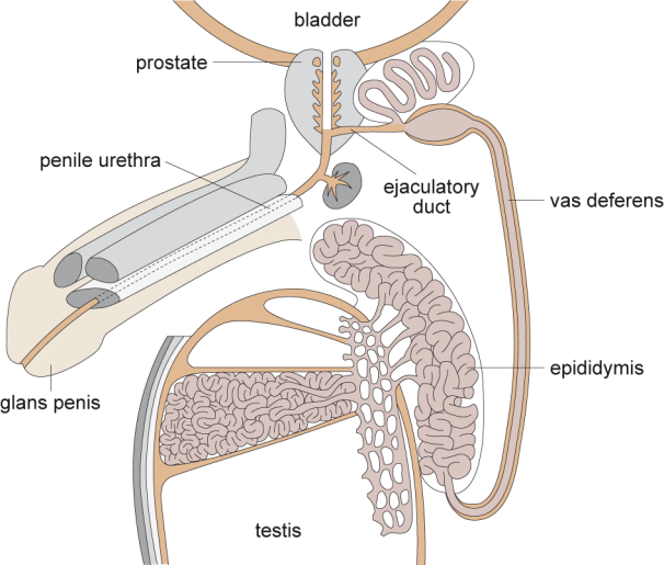 BỆNH LÝ NAM KHOA VÀ CÁC VẤN ĐỀ LIÊN QUAN: SỰ SUY GIẢM NỒNG ĐỘ TESTOTERONE Ở NAM GIỚI