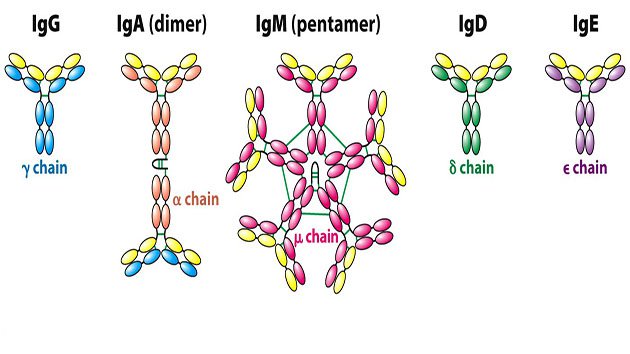 Kháng thể là gì? Vai trò và sự hình thành kháng thể - ảnh 1