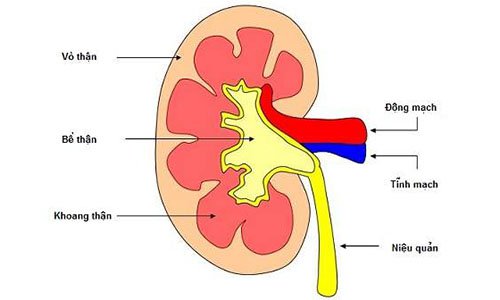 Viêm cầu thận cấp ở trẻ em là bệnh gì/ và Cách điều trị - ảnh 1