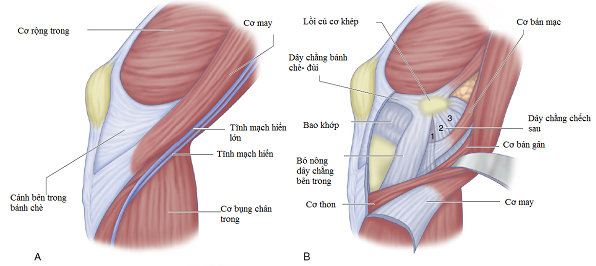 Gân chân ngỗng là gì?, Cấu tạo và vai trò - ảnh 1