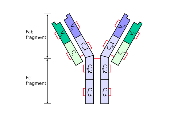 Chức năng của Globulin miễn dịch - ảnh 2