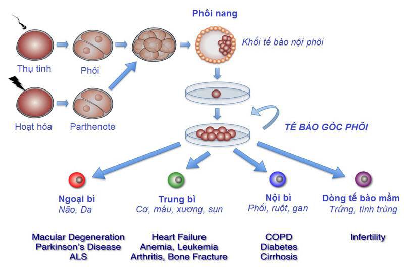 Tế bào gốc là gì và vai trò của tế bào gốc? - ảnh 2