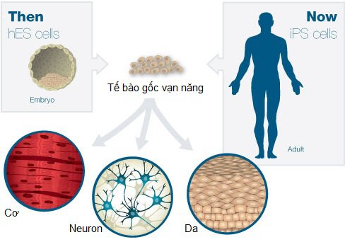 Tế bào gốc là gì và vai trò của tế bào gốc? - ảnh 4