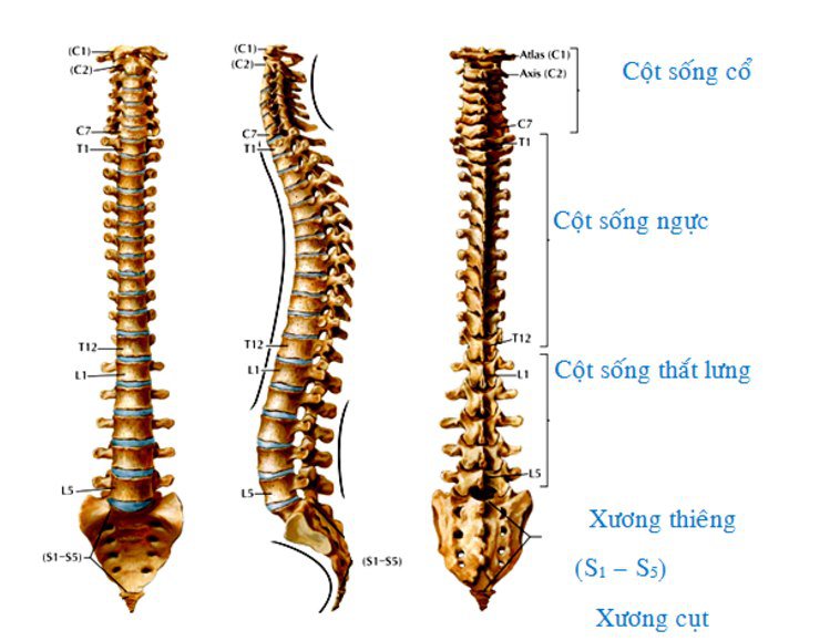 Đốt sống cổ: Đặc điểm, chức năng và Các bệnh thường gặp - ảnh 1