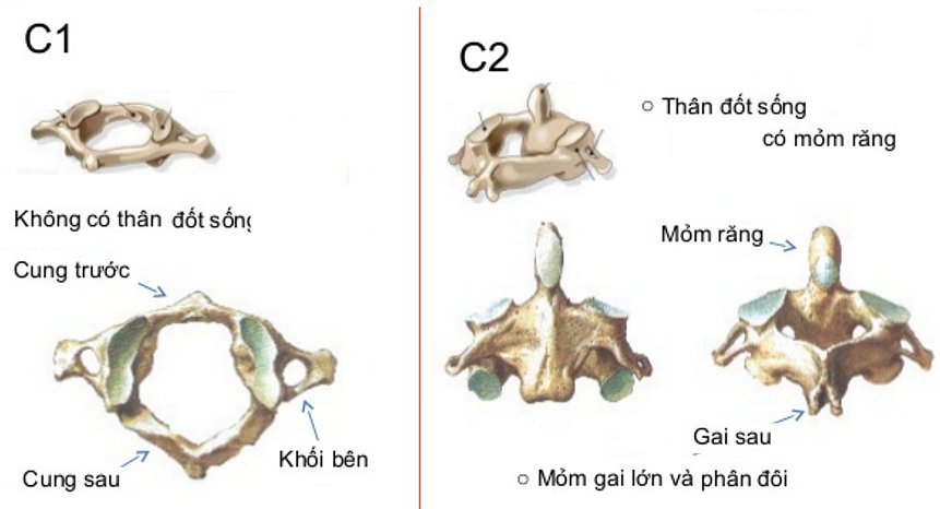 Đốt sống cổ: Đặc điểm, chức năng và Các bệnh thường gặp - ảnh 2