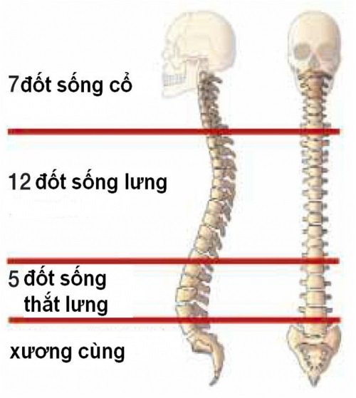 Đốt sống thắt lưng: Đặc điểm, chức năng và Các bệnh thường gặp - ảnh 1