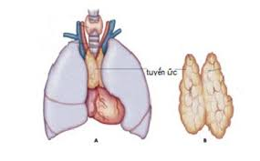 Hệ miễn dịch bị suy giảm nguy cơ mắc ung thư tăng cao - ảnh 3