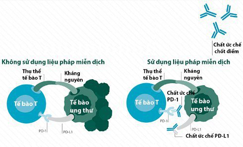 vai-tro-cua-he-mien-dich-trong-viec-kim-ham-su-phat-trien-cua-te-bao-ung-thu-2