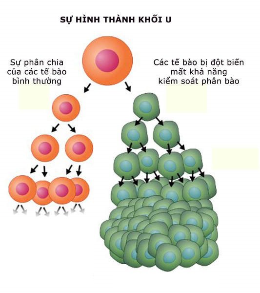 Tế bào ung thư có gì khác với tế bào bình thường? - ảnh 2