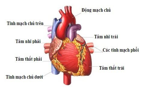 Giải phẫu tim