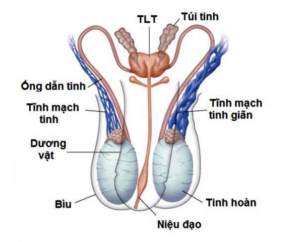 Viêm túi tinh