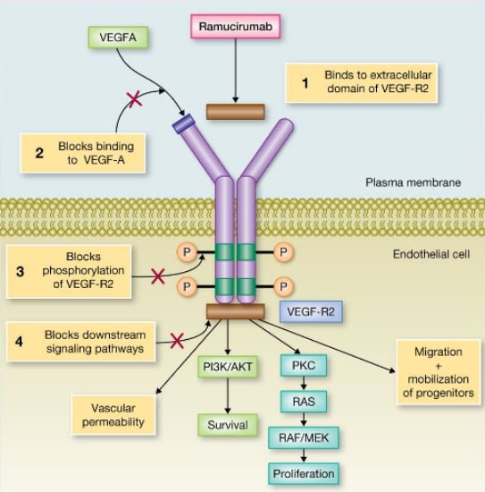 Hóa trị bằng ramucirumab và paclitaxel: Tin vui cho bệnh nhân ung thư dạ dày thực quả - ảnh 2