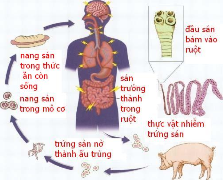 Cơ chế hoạt động của ấu trùng sán lợn gạo - ảnh 2