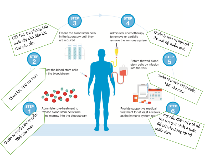 Truyền tế bào gốc tạo máu tự thân là gì