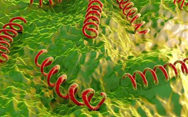 Vi khuẩn Treponema Pallidum gây ra bệnh giang mai