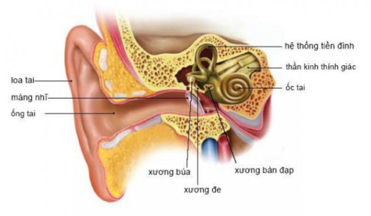 Vì sao Rối loạn tiền đình gây khó chịu? và Cách phòng tránh - ảnh 1