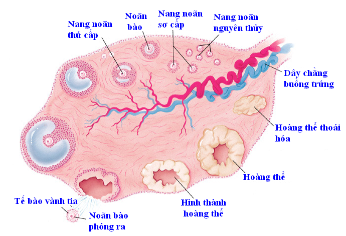Nang noãn
