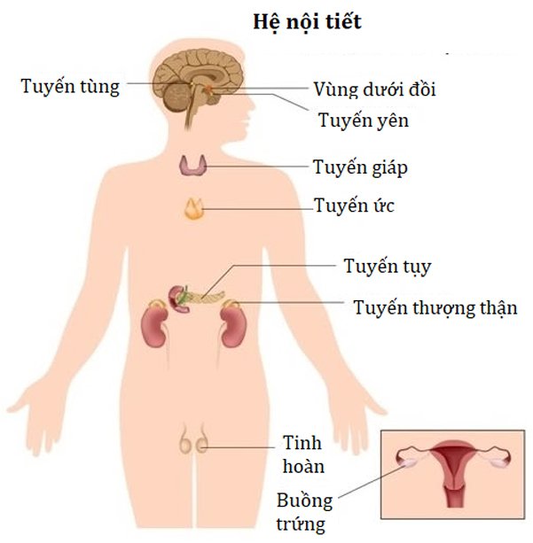 Điều gì tạo nên hệ thống nội tiết? - ảnh 1