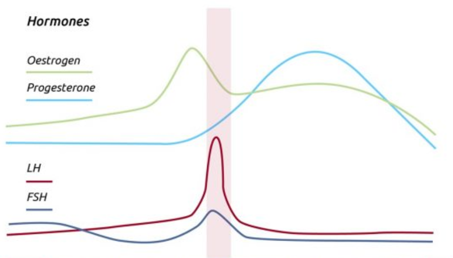 Hormone LH và hormone FSH