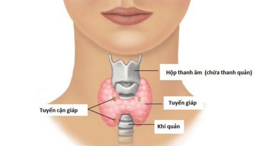Tìm hiểu về bệnh lý cường tuyến cận giáp - ảnh 1